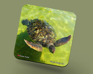 Corkback Coaster (Turtle) Green Turtle