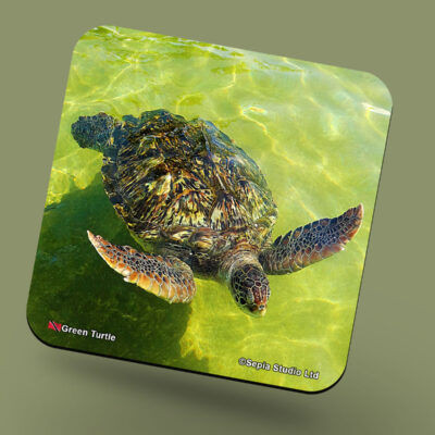Corkback Coaster (Turtle) Green Turtle