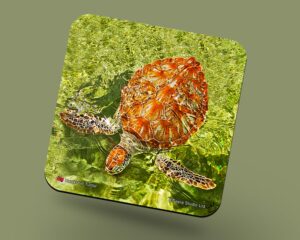 Corkback Coaster (Turtle) Hawksbill Turtle