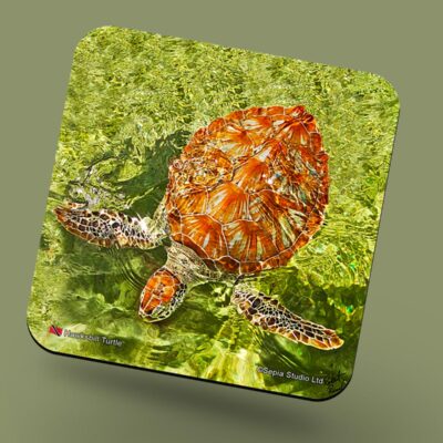 Corkback Coaster (Turtle) Hawksbill Turtle