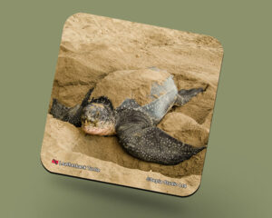 Corkback Coaster (Turtle) Leatherback Turtle