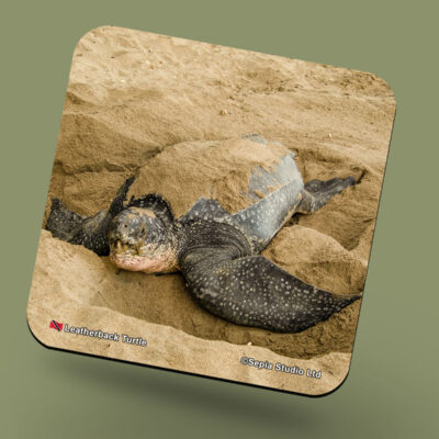 Corkback Coaster (Turtle) Leatherback Turtle