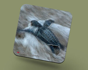 Corkback Coaster (Turtle) Leatherback Hatchling