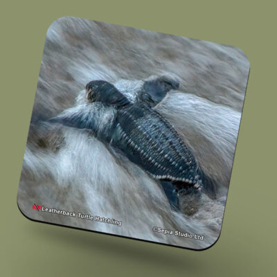 Corkback Coaster (Turtle) Leatherback Hatchling