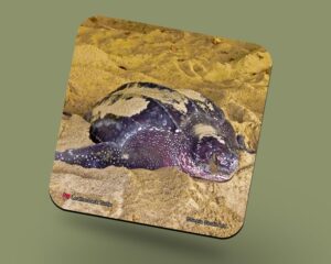 Corkback Coaster (Turtle) Leatherback Turtle