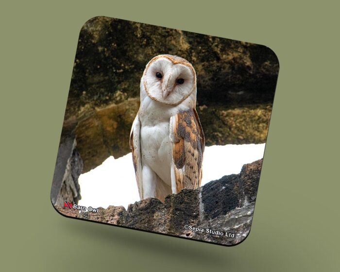 Corkback Coaster (Birds) Barn Owl