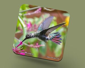 Corkback Coaster (Hummingbird) Black Throated Mango Female