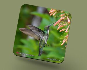 Corkback Coaster (Hummingbird) Black Throated Mango Female
