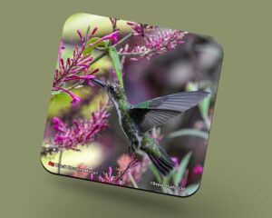 Corkback Coaster (Hummingbird) Black Throated Mango Female