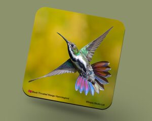 Corkback Coaster (Hummingbird) Black Throated Mango Female