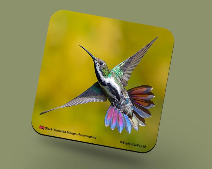 Corkback Coaster (Hummingbird) Black Throated Mango Female