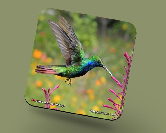 Corkback Coaster (Hummingbird) Black Throated Mango Male