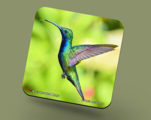 Corkback Coaster (Hummingbird) Black Throated Mango Male