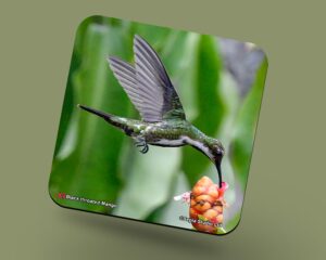 Corkback Coaster (Hummingbird) Black Throated Mango Female