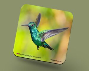 Corkback Coaster (Hummingbird) Blue Chinned Sapphire