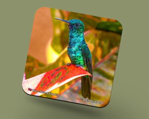 Corkback Coaster (Hummingbird) Blue Chinned Sapphire