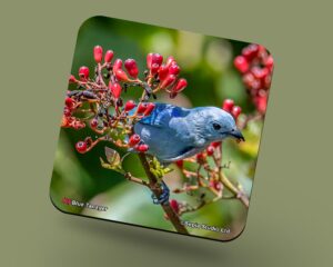 Corkback Coaster (Birds) Blue Tanager