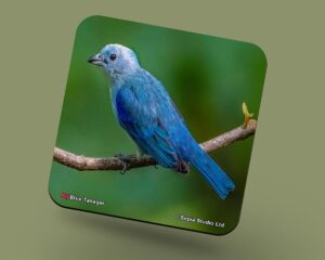 Corkback Coaster (Birds) Blue Tanager