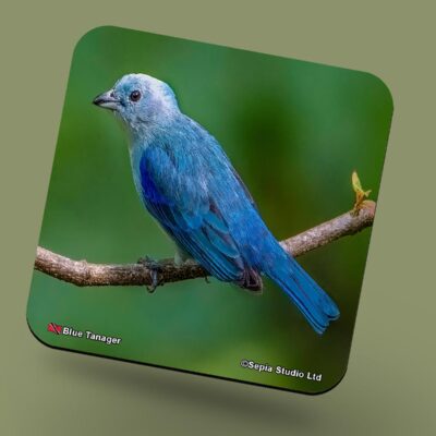 Corkback Coaster (Birds) Blue Tanager