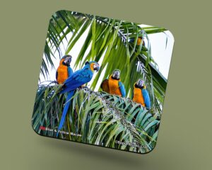 Corkback Coaster (Birds) Blue & Yellow Macaw