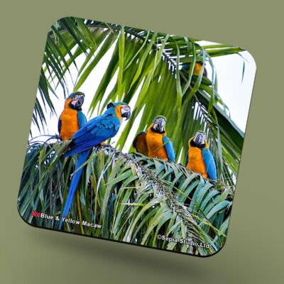 Corkback Coaster (Birds) Blue & Yellow Macaw
