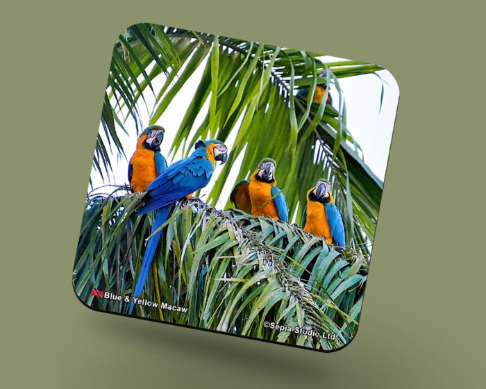 Corkback Coaster (Birds) Blue & Yellow Macaw