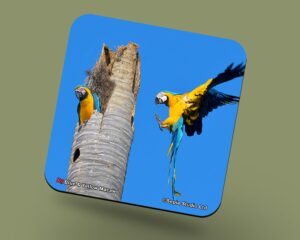 Corkback Coaster (Birds) Blue & Yellow Macaw