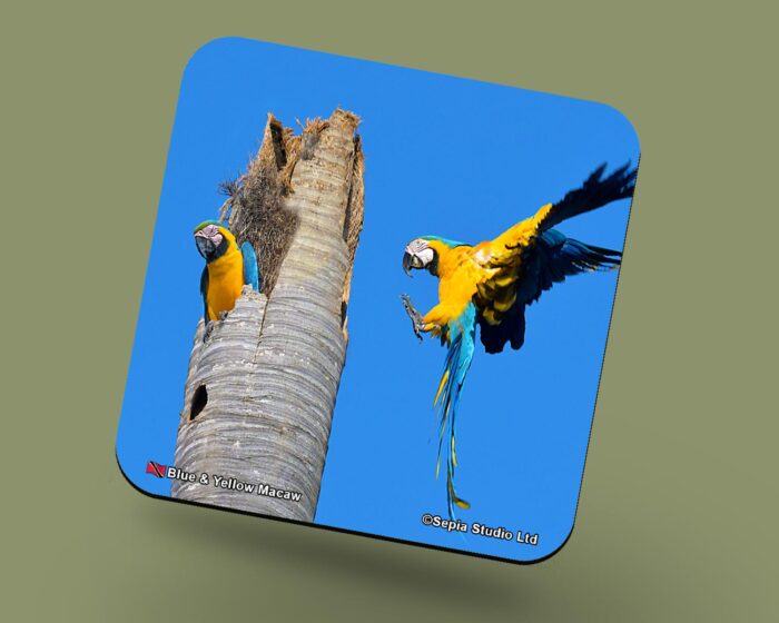 Corkback Coaster (Birds) Blue & Yellow Macaw