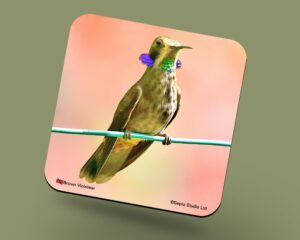 Corkback Coaster (Hummingbird) Brown Violetear