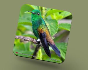 Corkback Coaster (Hummingbird) Copper Rumped