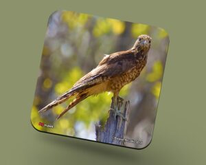Corkback Coaster (Birds) Hawk