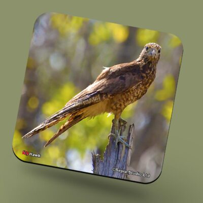 Corkback Coaster (Birds) Hawk
