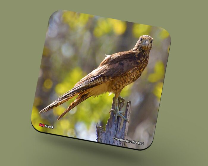 Corkback Coaster (Birds) Hawk