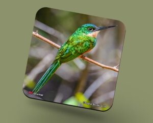 Corkback Coaster (Birds) Jacamar
