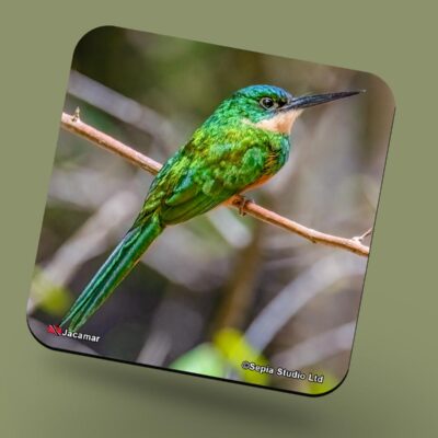 Corkback Coaster (Birds) Jacamar