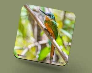 Corkback Coaster (Birds) Jacamar