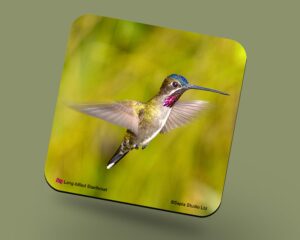 Corkback Coaster (Hummingbird) Long Billed Starthroat