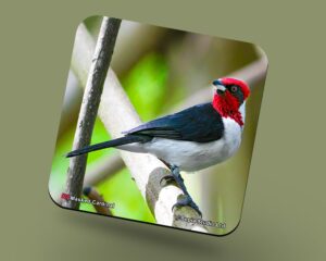Corkback Coaster (Birds) Masked Cardinal