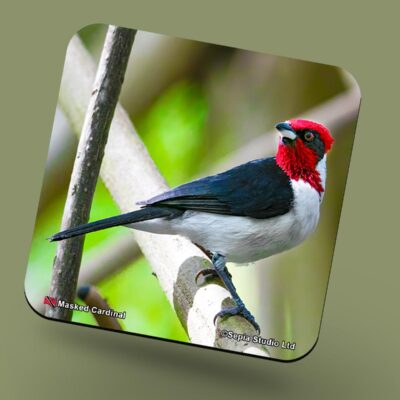 Corkback Coaster (Birds) Masked Cardinal