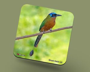 Corkback Coaster (Birds) Mot Mot