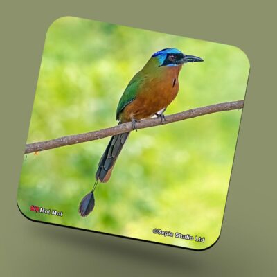 Corkback Coaster (Birds) Mot Mot