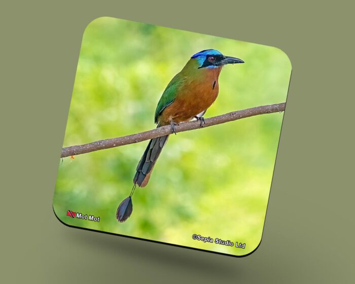 Corkback Coaster (Birds) Mot Mot
