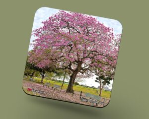 Corkback Coaster (Landscape) Pink Poui