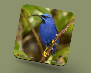 Corkback Coaster (Birds) Purple Honeycreeper
