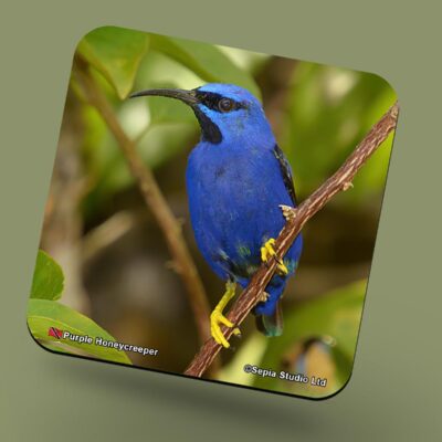 Corkback Coaster (Birds) Purple Honeycreeper