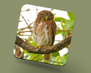 Corkback Coaster (Birds) Pygmy Owl