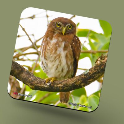 Corkback Coaster (Birds) Pygmy Owl