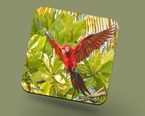 Corkback Coaster (Birds) Red Macaw