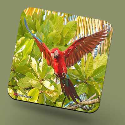 Corkback Coaster (Birds) Red Macaw