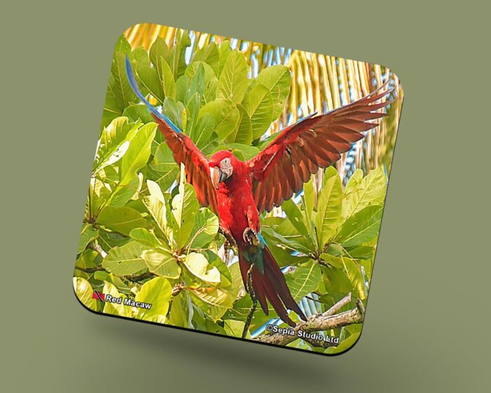 Corkback Coaster (Birds) Red Macaw